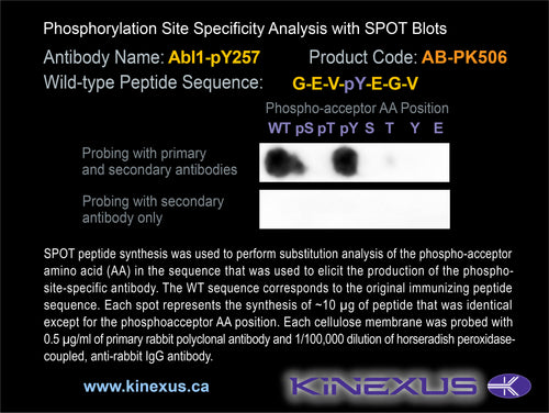 AB-PK506