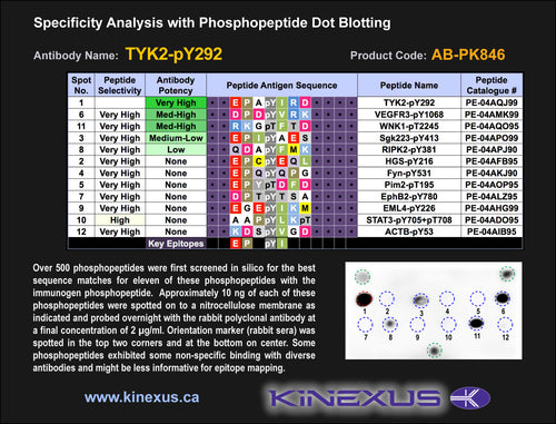 AB-PK846