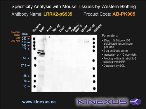 AB-PK905