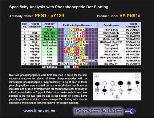AB-PN524