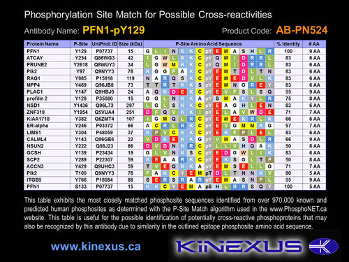 AB-PN524