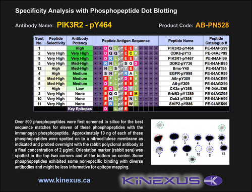 AB-PN528