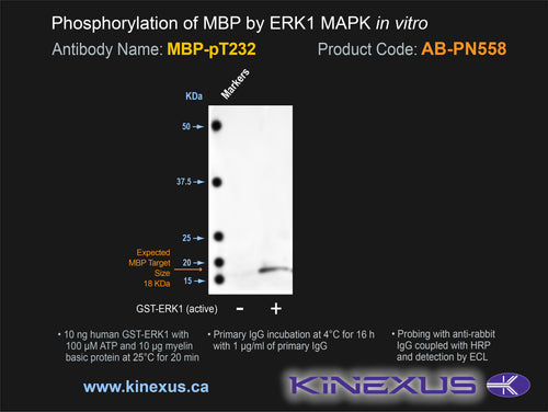 AB-PN558