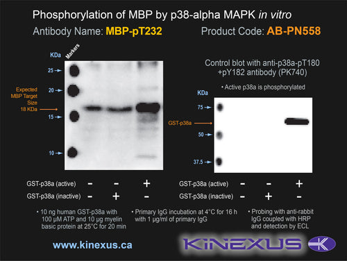 AB-PN558