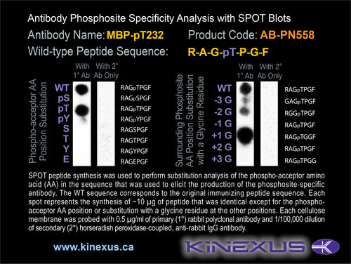 AB-PN558