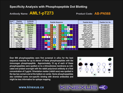 AB-PN568