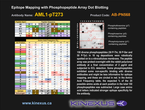 AB-PN568