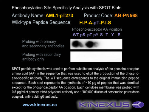 AB-PN568