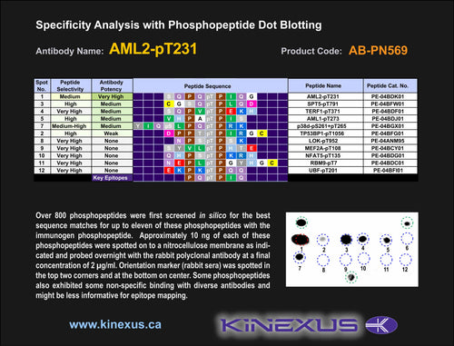 AB-PN569