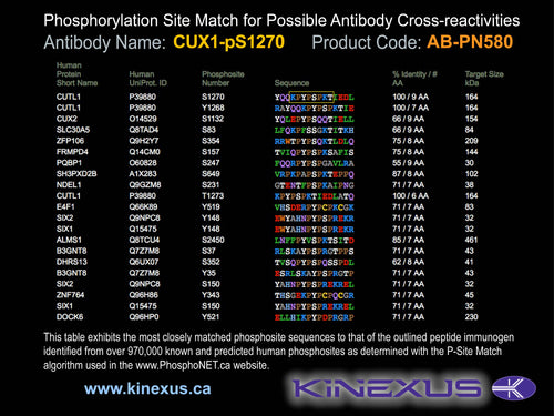 AB-PN580