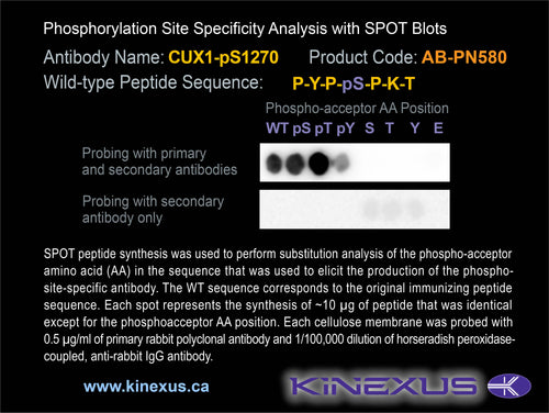 AB-PN580