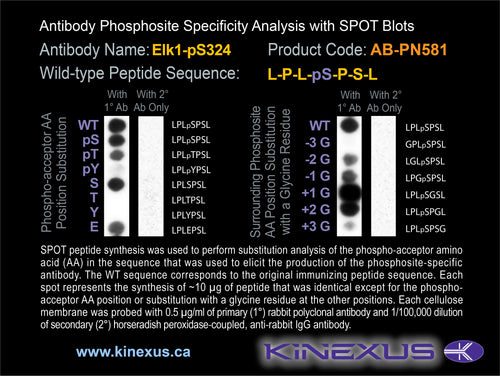 AB-PN581
