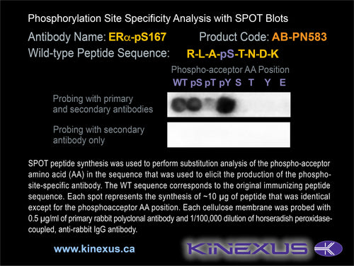 AB-PN583