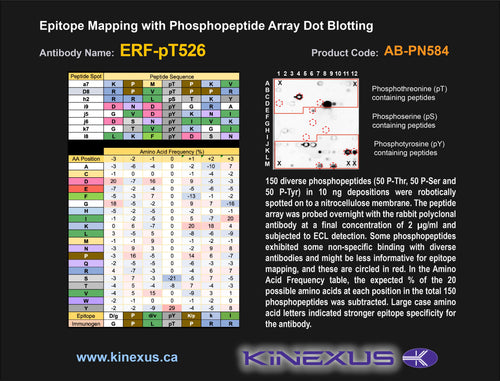 AB-PN584