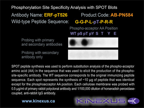AB-PN584