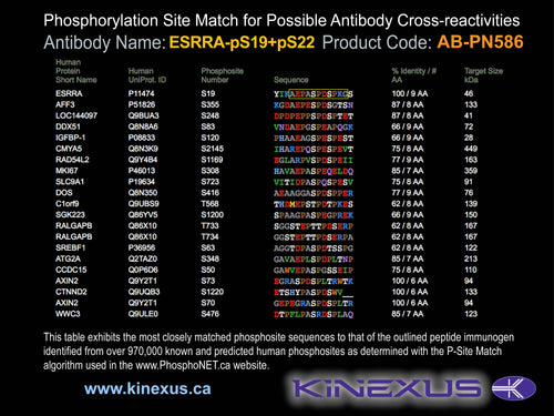 AB-PN585