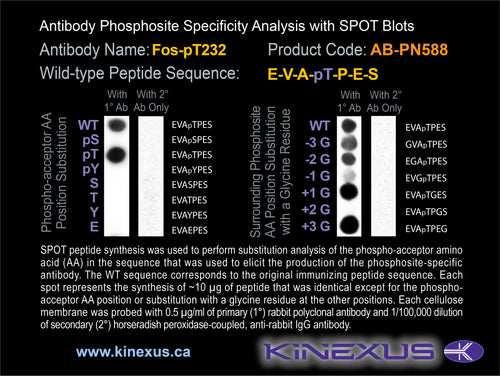 AB-PN588