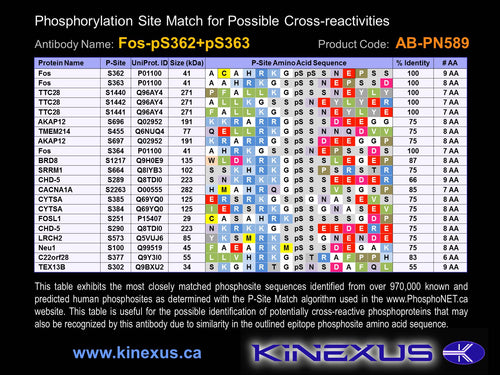 AB-PN589
