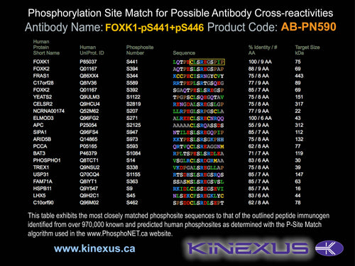 AB-PN590