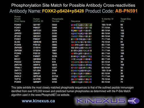 AB-PN591