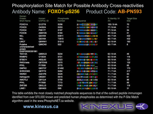 AB-PN593
