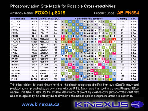 AB-PN594