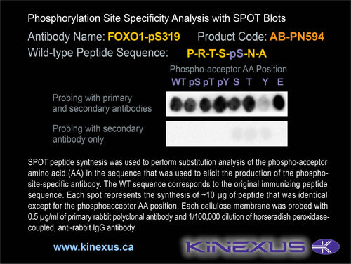 AB-PN594