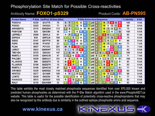 AB-PN595