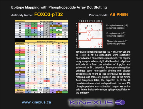 AB-PN596