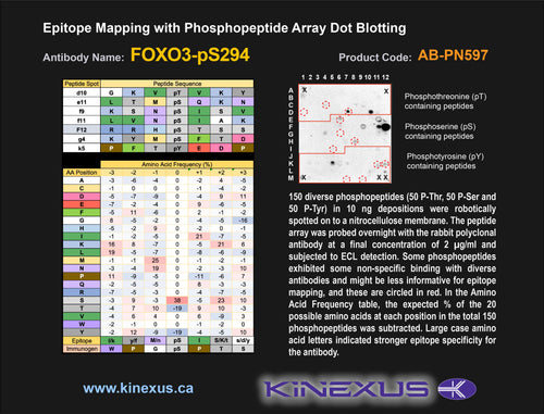 AB-PN597