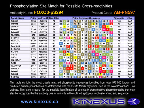 AB-PN597