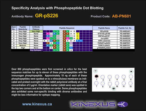 AB-PN601