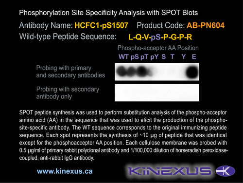 AB-PN604