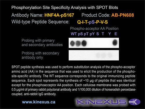 AB-PN608
