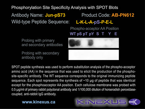AB-PN612