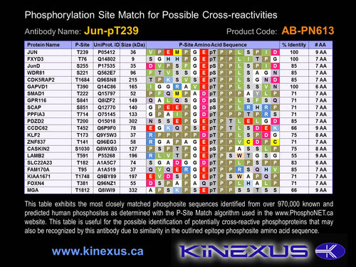 AB-PN613