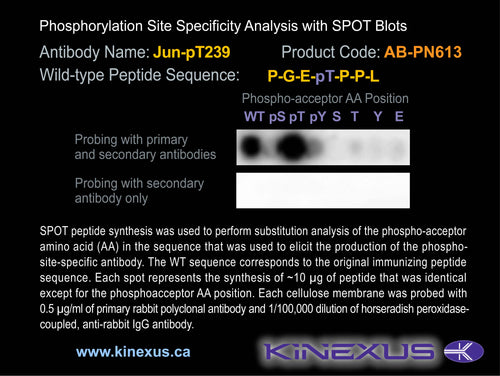 AB-PN613