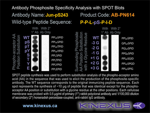 AB-PN614