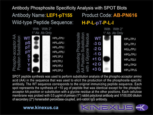 AB-PN616