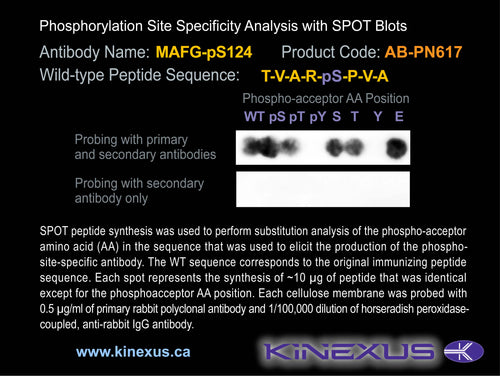 AB-PN617