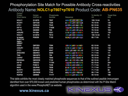 AB-PN635