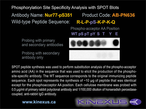 AB-PN636