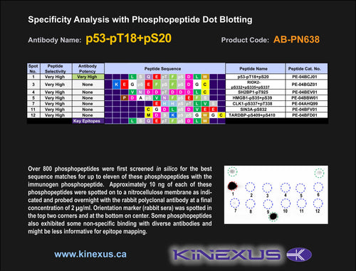 AB-PN638