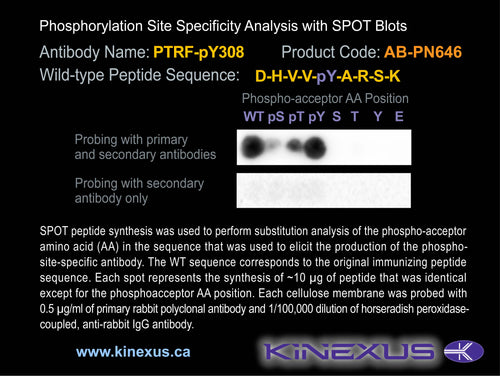 AB-PN646