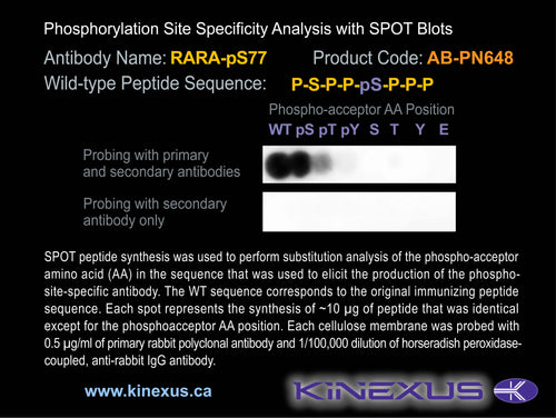 AB-PN648