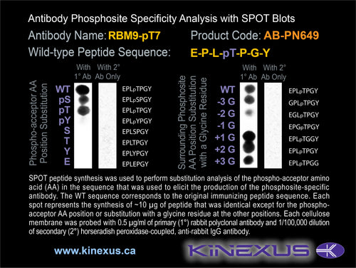 AB-PN649