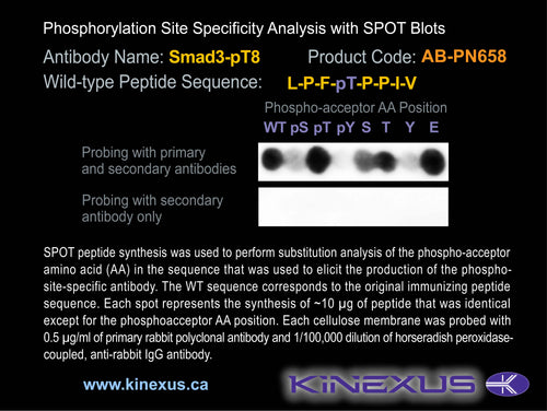AB-PN658