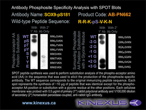 AB-PN662