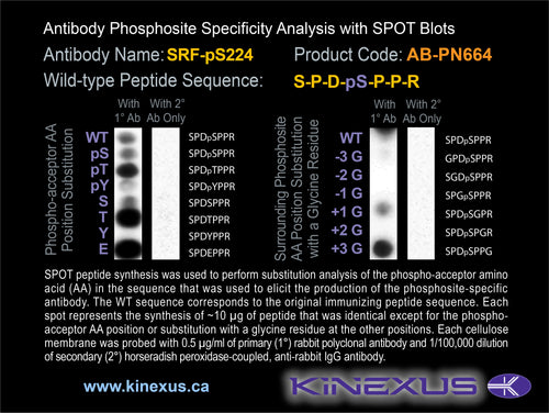 AB-PN664