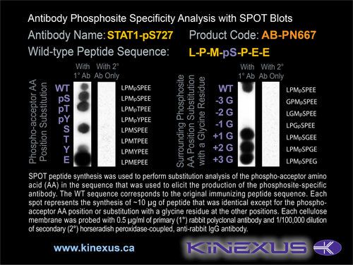 AB-PN667